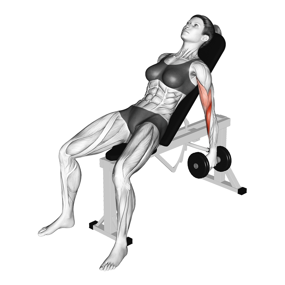 جلوبازو دمبل چکشی روی میز شیبدار (Dumbbell Incline Hammer Curl) — حرکت جلوبازو (آموزش تصویری)