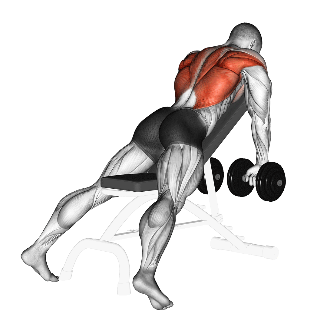 زیربغل دمبل روی میز شیبدار (Dumbbell Incline Row) — حرکت زیربغل (آموزش تصویری)