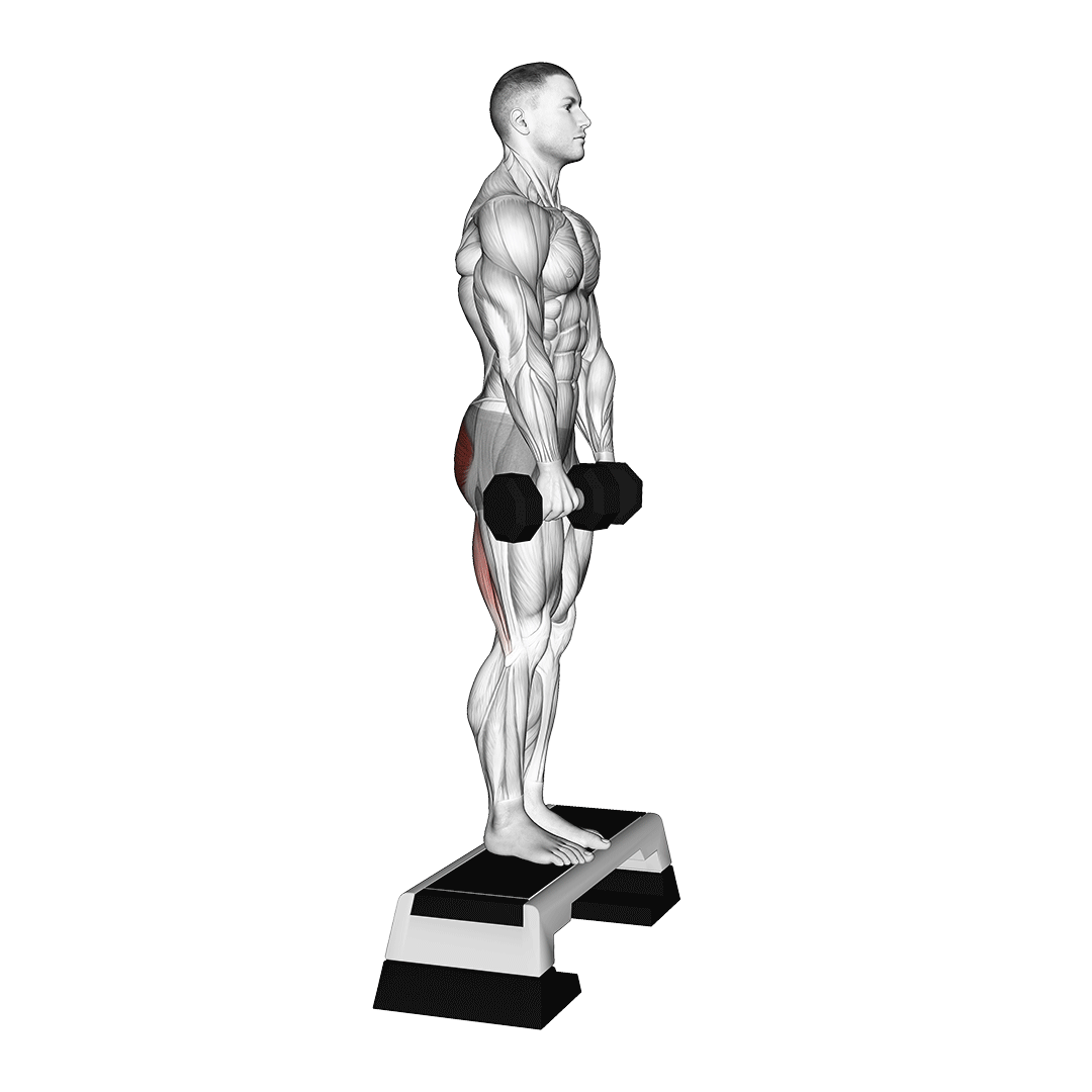 جفرسون کرل دمبل (Dumbbell Jefferson Curl) — حرکت فیله (آموزش تصویری)