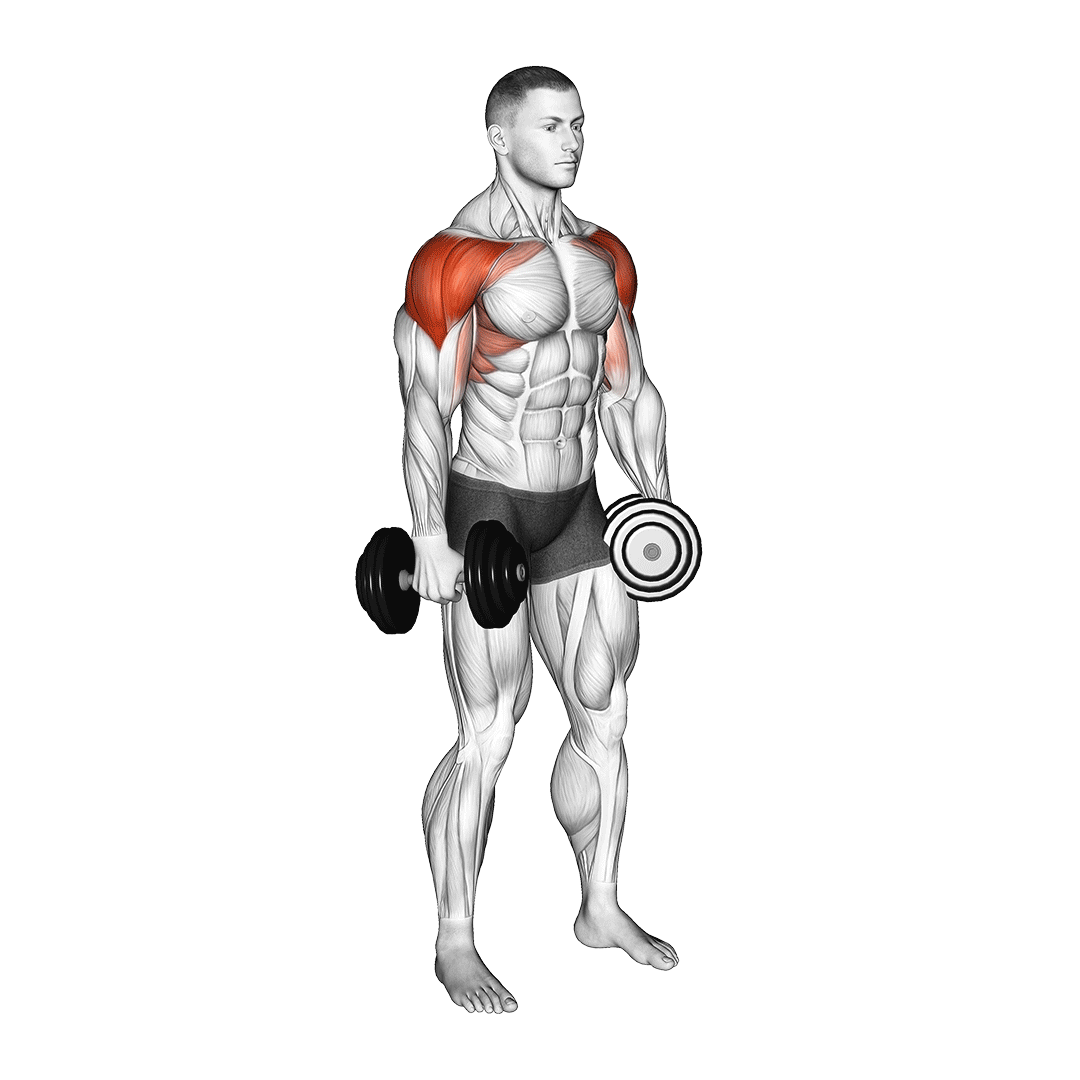 نشر جانب دمبل (Dumbbell Lateral Raise Variations) — حرکت سرشانه (آموزش تصویری)