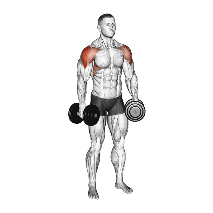 نشر جانب دمبل (Dumbbell Lateral Raise) — حرکت سرشانه (آموزش تصویری)