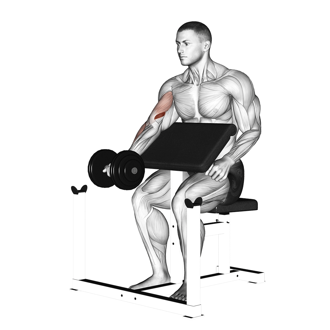 جلوبازو لاری دمبل (Dumbbell Preacher Curl) — حرکت جلوبازو (آموزش تصویری)