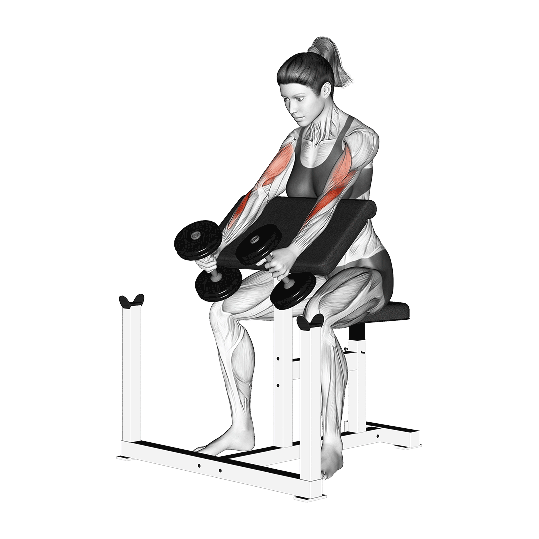 جلوبازو لاری چکشی دمبل (Dumbbell Preacher Hammer Curls) — حرکت جلوبازو (آموزش تصویری)