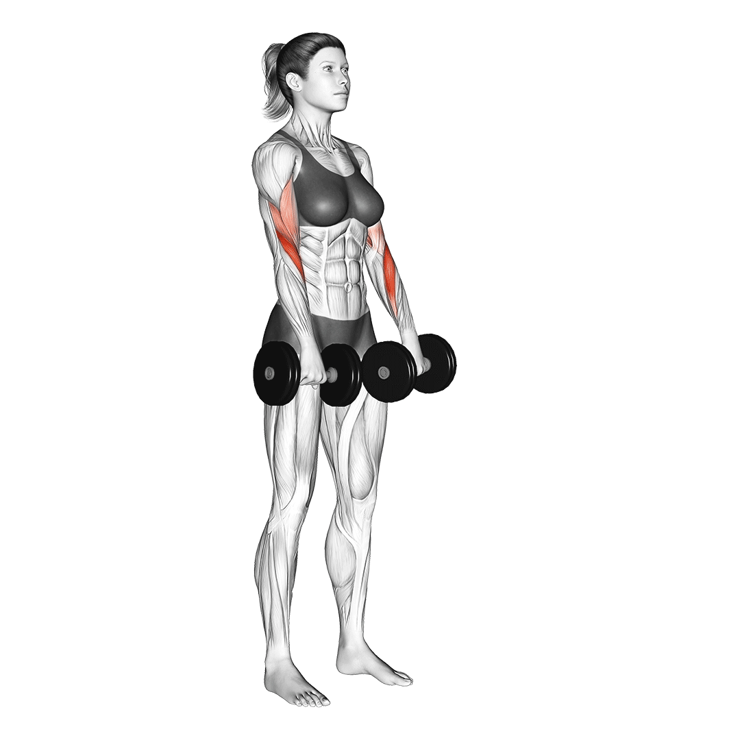 جلوبازو هالتر معکوس دمبل (Dumbbell Reverse Curl) — حرکت ساعد (آموزش تصویری)