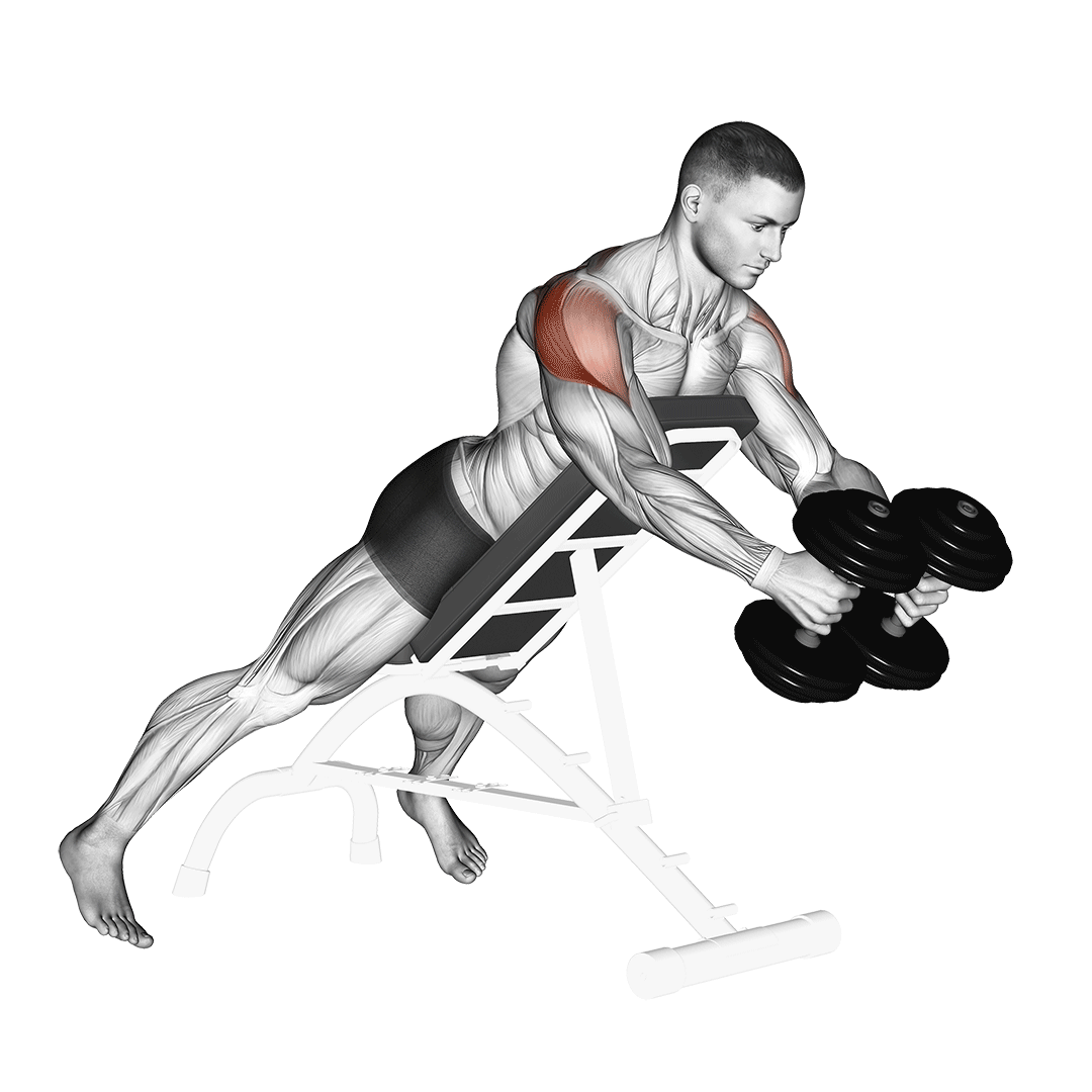 فلای معکوس دمبل (Dumbbell Reverse Fly) — حرکت سرشانه (آموزش تصویری)