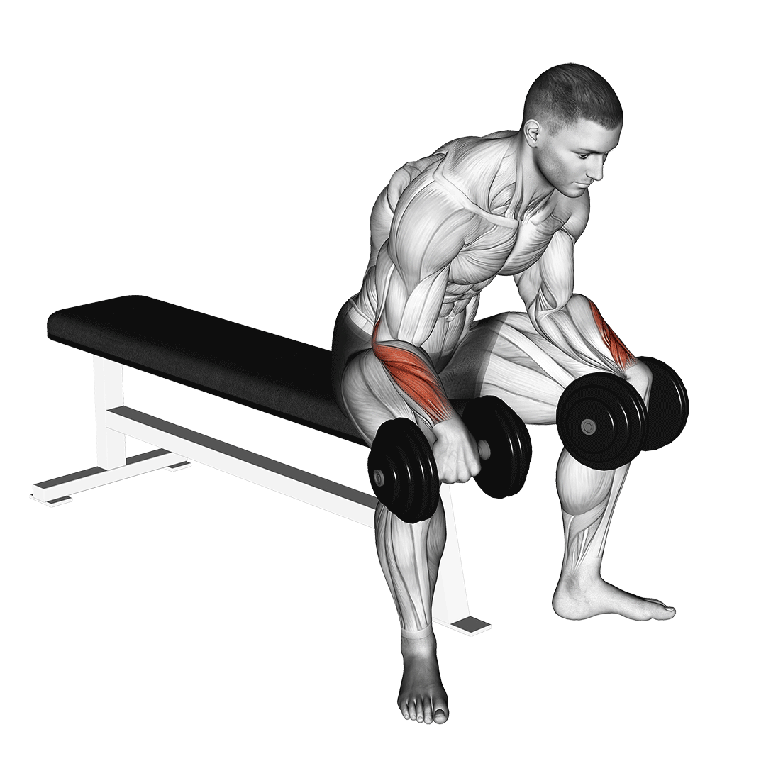 ساعد معکوس دمبل (Dumbbell Reverse Wrist Curl Muscles) — حرکت ساعد (آموزش تصویری)