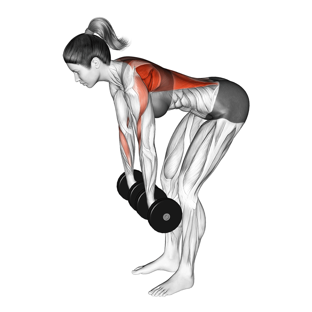 زیربغل دمبل خم (Dumbbell Row) — حرکت زیربغل (آموزش تصویری)