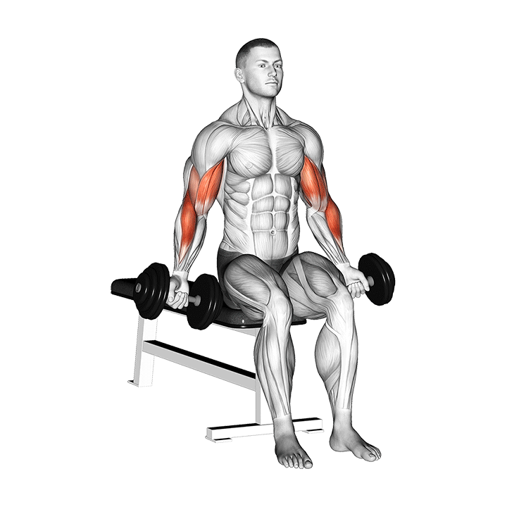 جلوبازو زاتمن نشسته (Dumbbell Seated Zottman Curl) — حرکت جلوبازو (آموزش تصویری)
