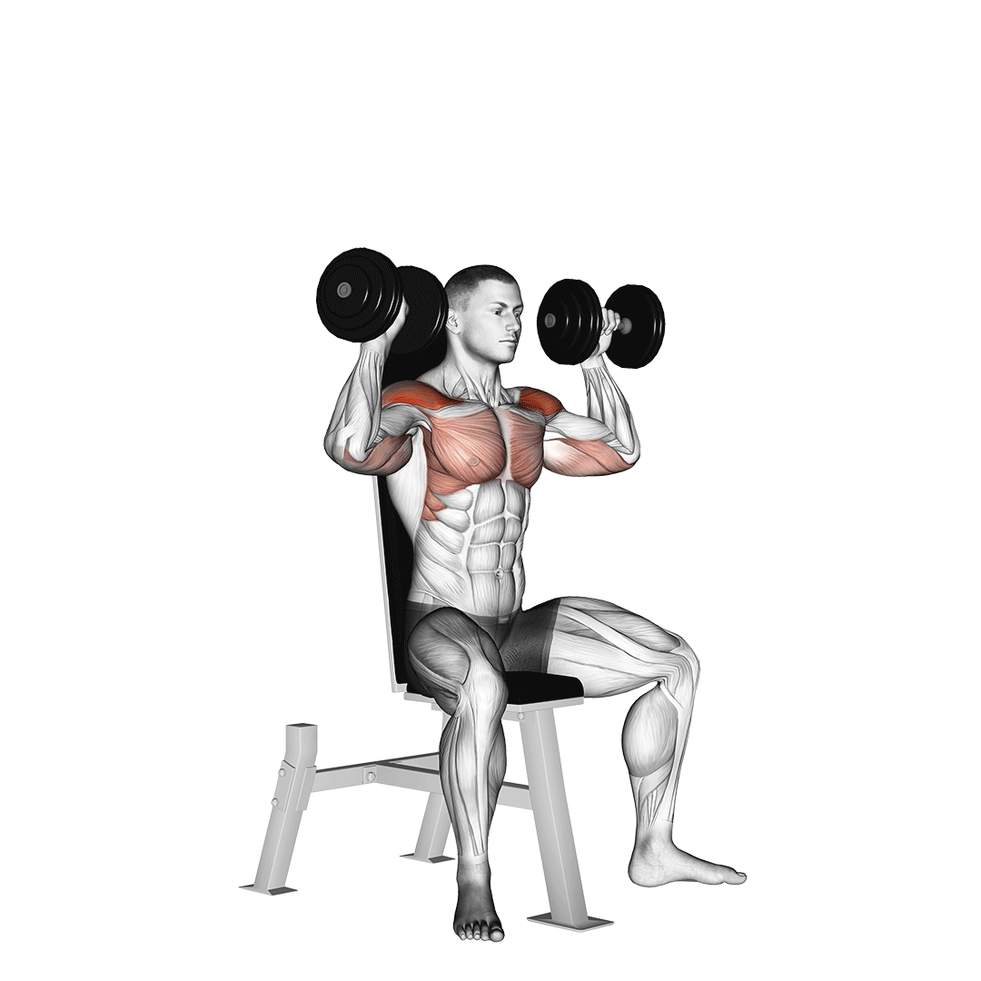 پرس سرشانه دمبل (Dumbbell Shoulder Press) — حرکت سرشانه (آموزش تصویری)