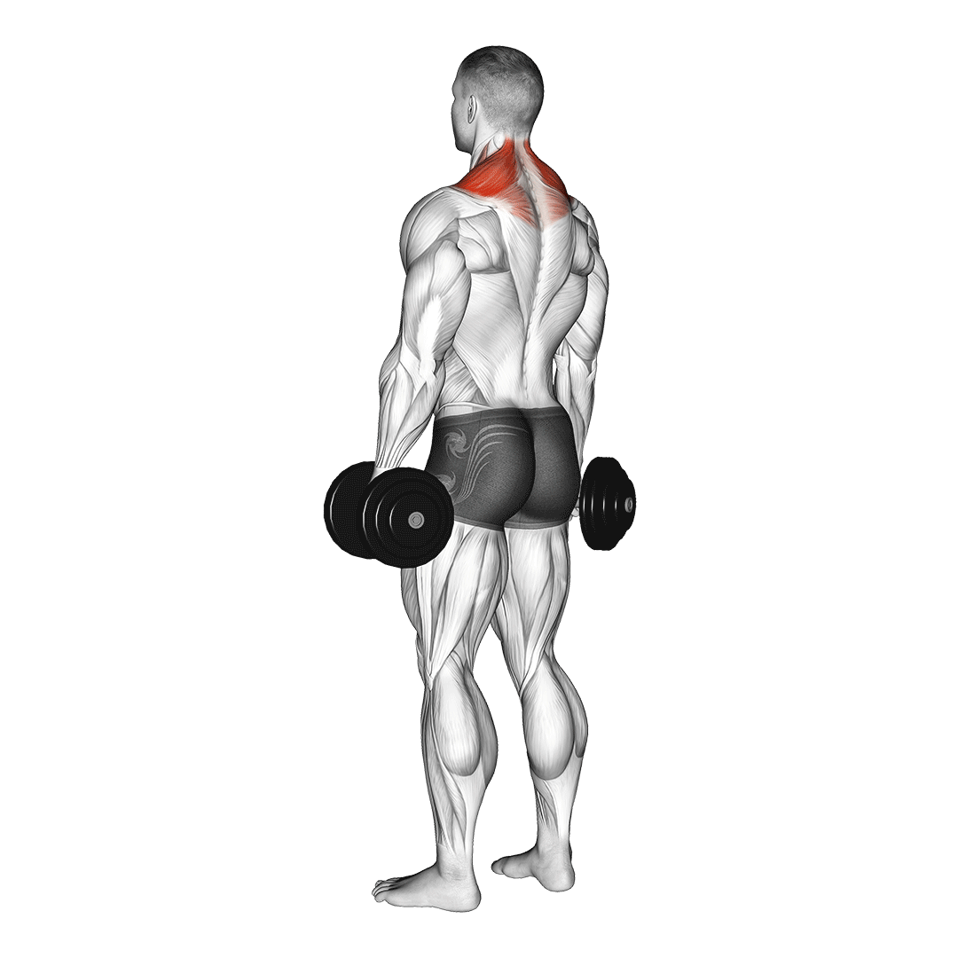 شراگ دمبل (Dumbbell Shrug) — حرکت سرشانه (آموزش تصویری)