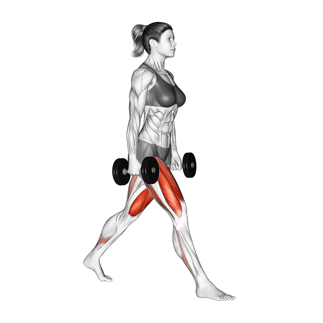اسکوات بلغاری دمبل (Dumbbell Split Squat) — حرکت چهارسر (آموزش تصویری)