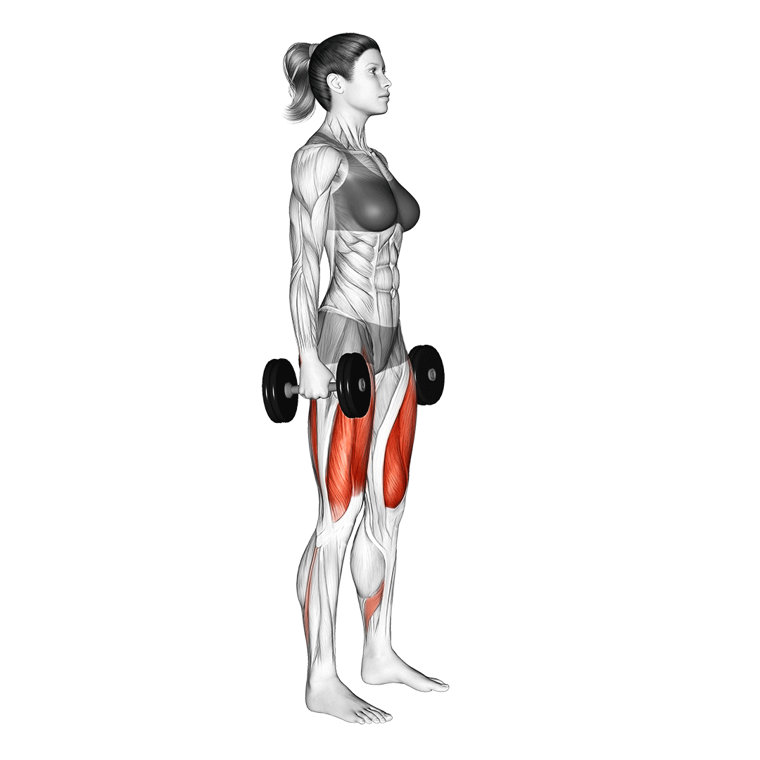اسکوات دمبل (Dumbbell Squat) — حرکت چهارسر (آموزش تصویری)
