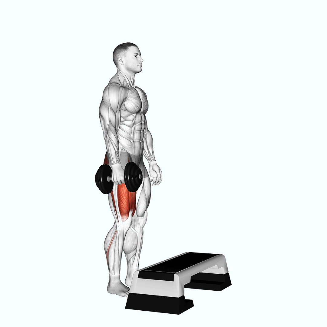 استپ آپ دمبل (Dumbbell Step Up) — حرکت چهارسر (آموزش تصویری)