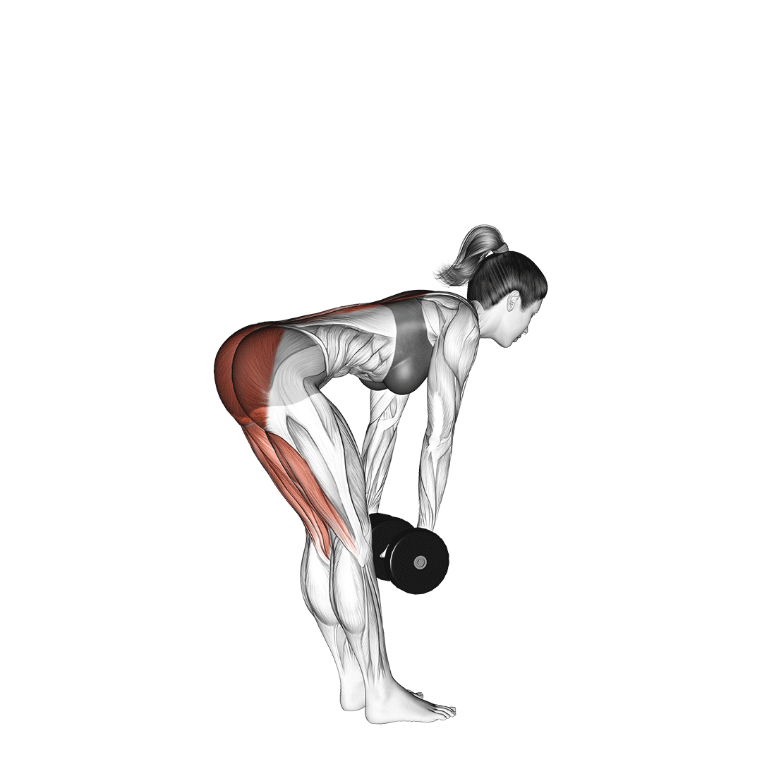 ددلیفت پا صاف دمبل (Dumbbell Stiff Leg Deadlift) — حرکت همسترینگ (آموزش تصویری)