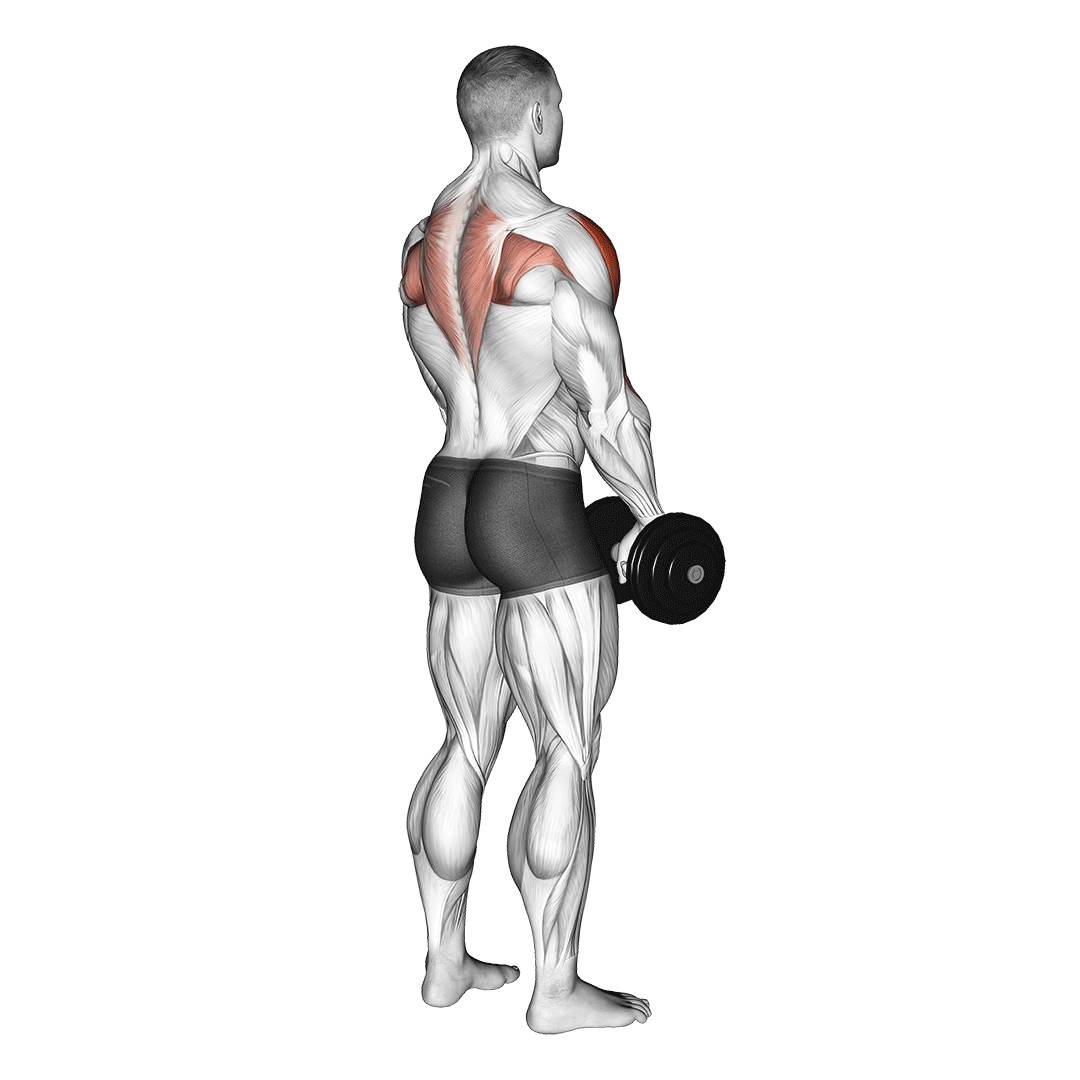 نشر خم دمبل (Dumbbell Upright Row) — حرکت سرشانه (آموزش تصویری)