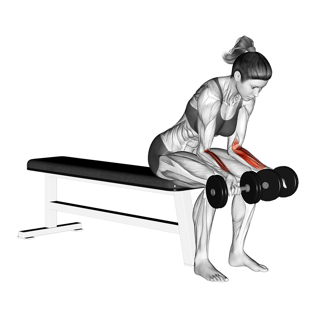 جلوبازو مچ دمبل (Dumbbell Wrist Curl) — حرکت ساعد (آموزش تصویری)