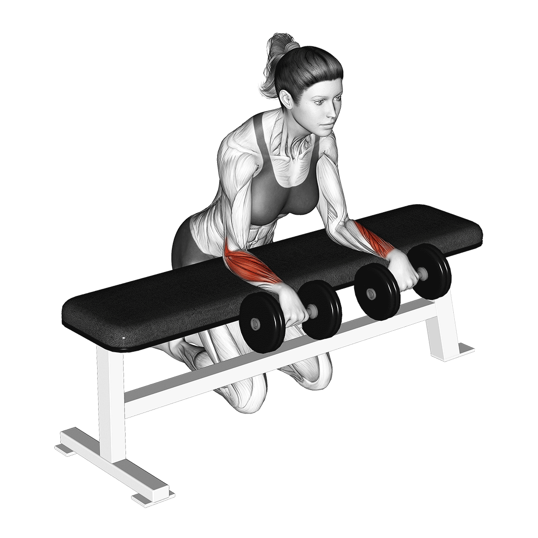 پشت‌بازو مچ دمبل (Dumbbell Wrist Extension) — حرکت ساعد (آموزش تصویری)