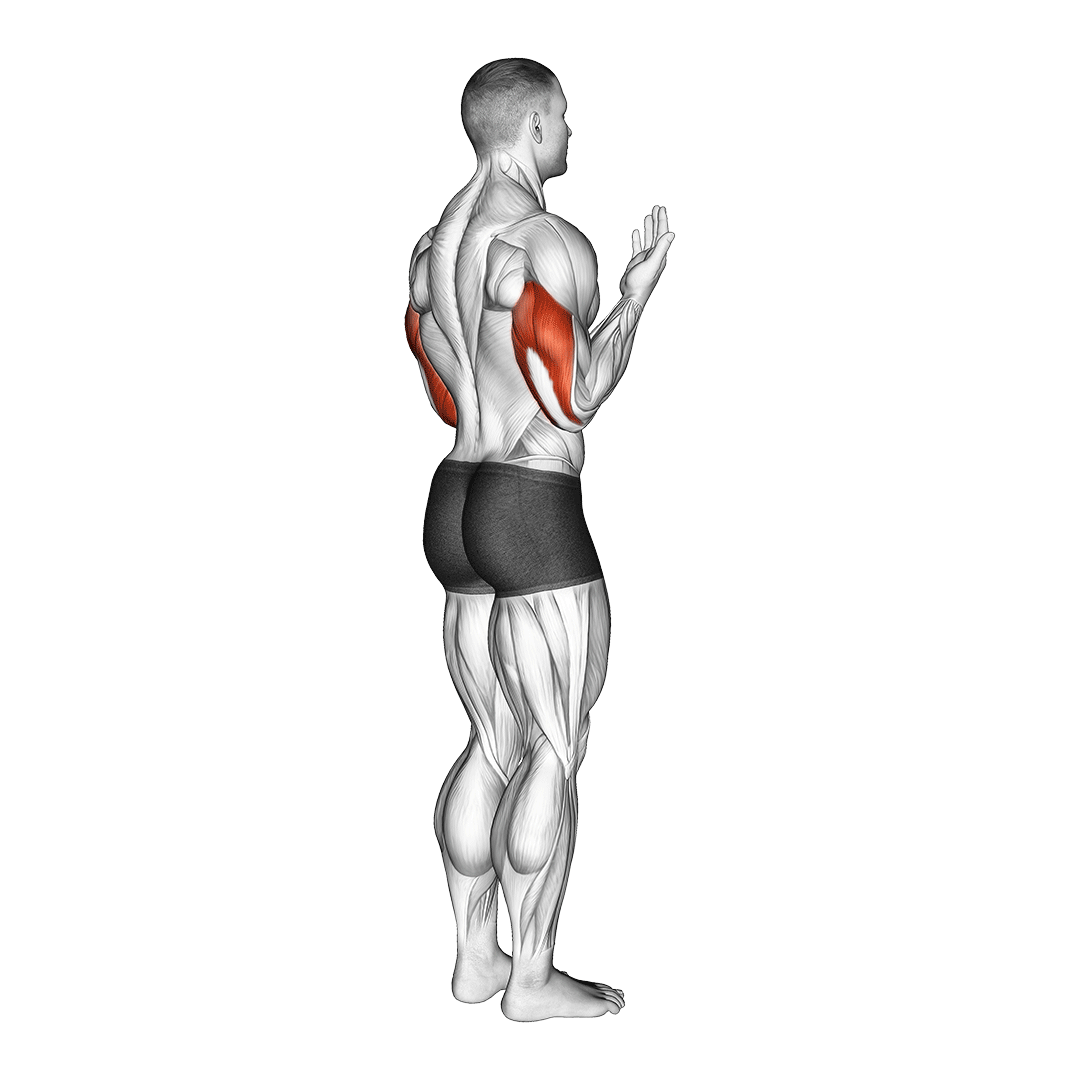 اکستنشن آرنج (Elbow Extension Biomechanic) — حرکت پشتبازو (آموزش تصویری)
