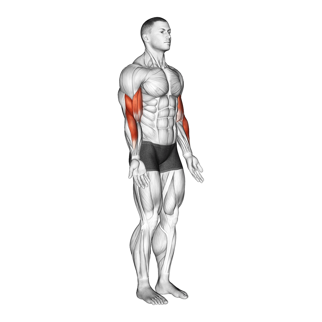 فلکشن آرنج (Elbow Flexion) — حرکت جلوبازو (آموزش تصویری)