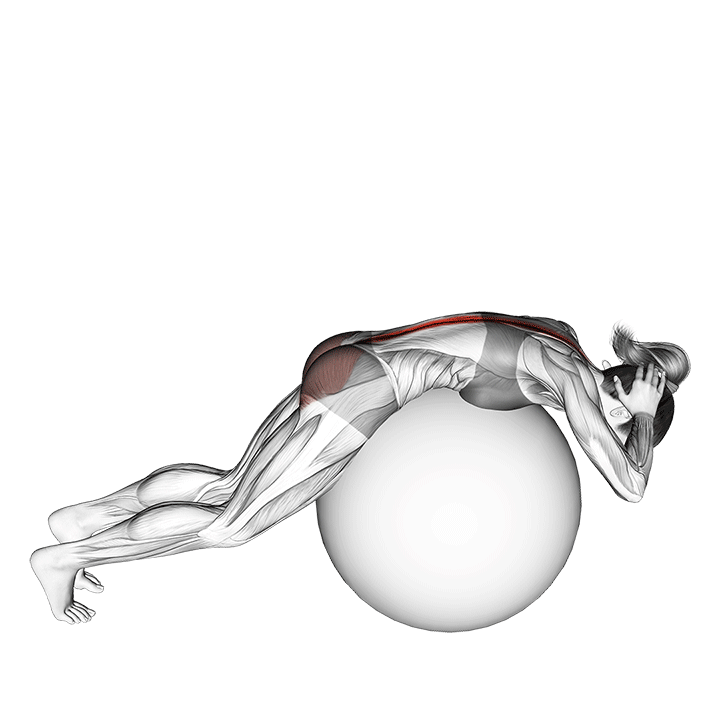 فیله کمر روی توپ (Exercise Ball Back Extension) — حرکت فیله (آموزش تصویری)