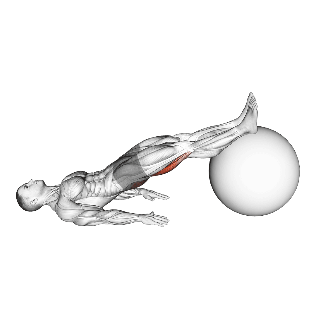 پشت پا با توپ (Exericise Ball Leg Curl) — حرکت همسترینگ (آموزش تصویری)