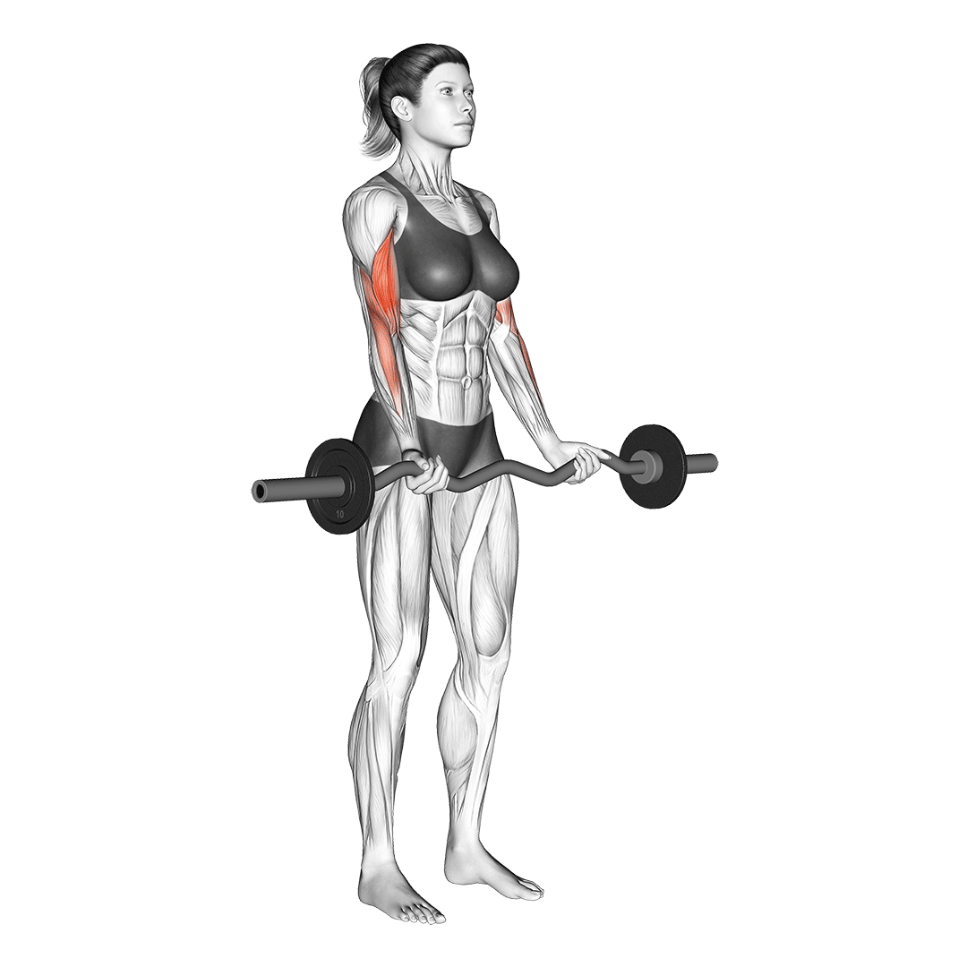 جلوبازو هالتر EZ (Ez Bar Bicep Curl) — حرکت جلوبازو (آموزش تصویری)