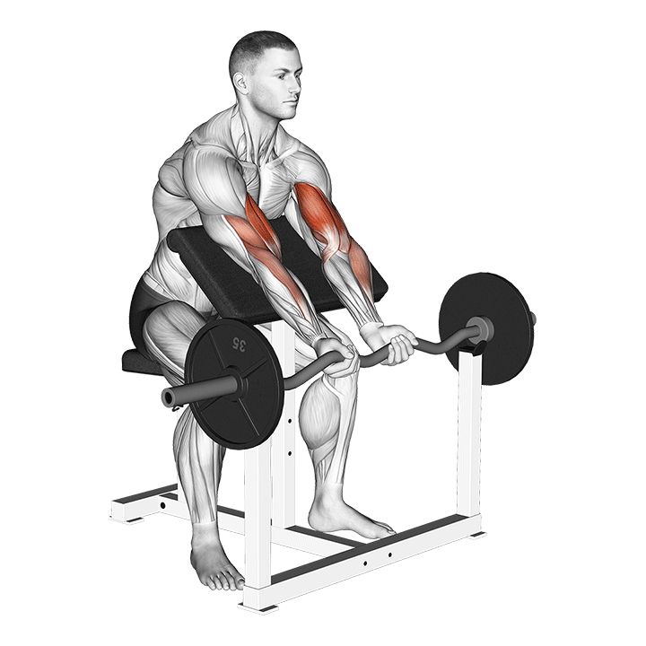 جلوبازو لاری هالتر EZ (Ez Bar Preacher Curl) — حرکت جلوبازو (آموزش تصویری)