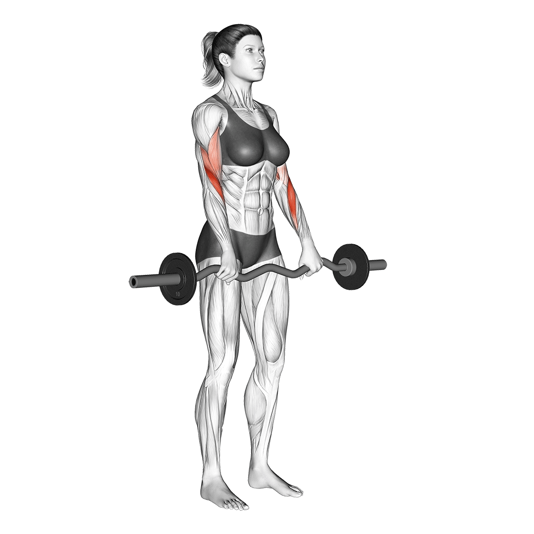 جلوبازو هالتر EZ معکوس (Ez Bar Reverse Curl)، حرکت ساعد (آموزش تصویری)