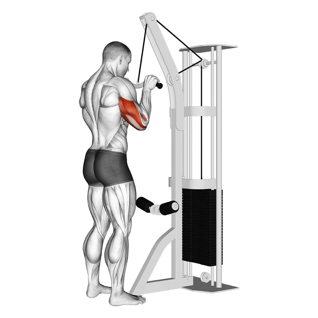 پشتبازو سیمکش هالتر EZ (Ez Bar Tricep Pushdown) — حرکت پشتبازو (آموزش تصویری)