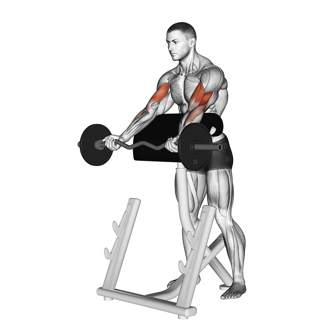 جلوبازو اسپایدر هالتر EZ (Ez Barbell Spider Curl) — حرکت جلوبازو (آموزش تصویری)