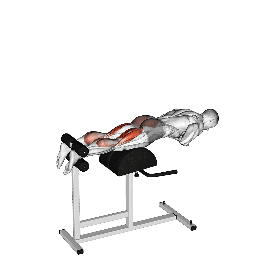 گلوت هم رایز (Glute Ham Raise Muscles) — حرکت همسترینگ (آموزش تصویری)