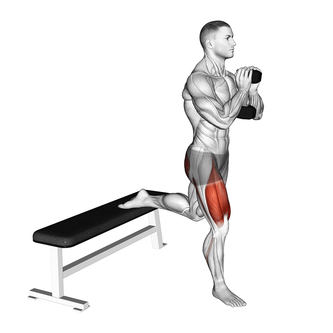 اسکوات بلغاری گابلت (Goblet Bulgarian Split Squat Muscles) — حرکت چهارسر (آموزش تصویری)