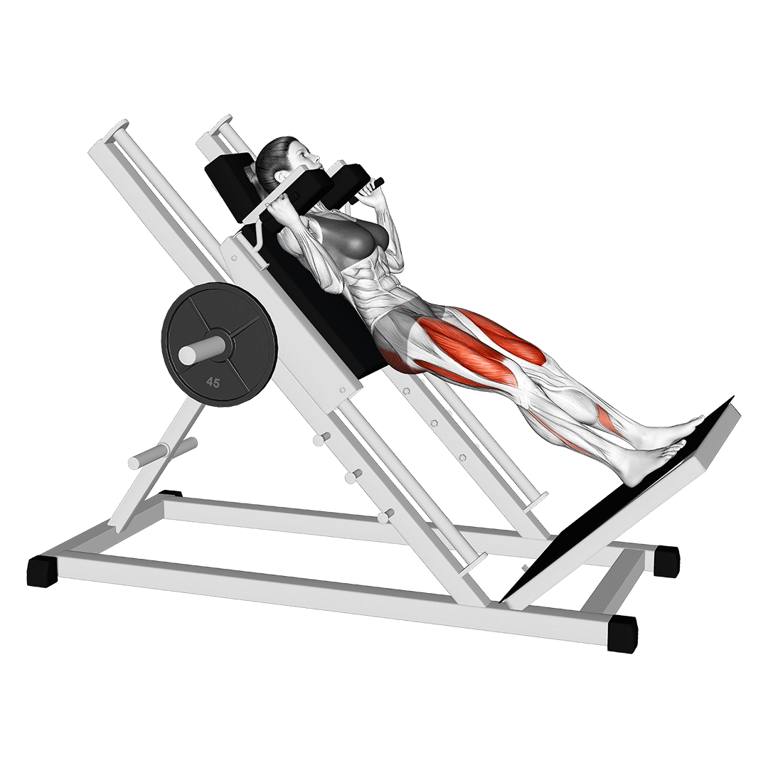 هک اسکوات (Hack Squat Musculature) — حرکت چهارسر (آموزش تصویری)
