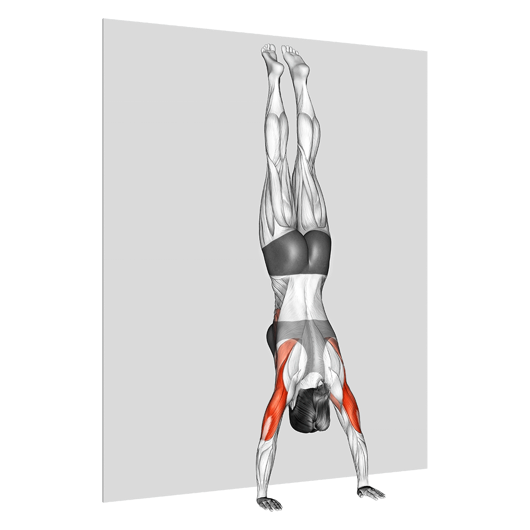 پرس سرشانه ایستاده روی دست (Handstand Push Up) — حرکت سرشانه (آموزش تصویری)
