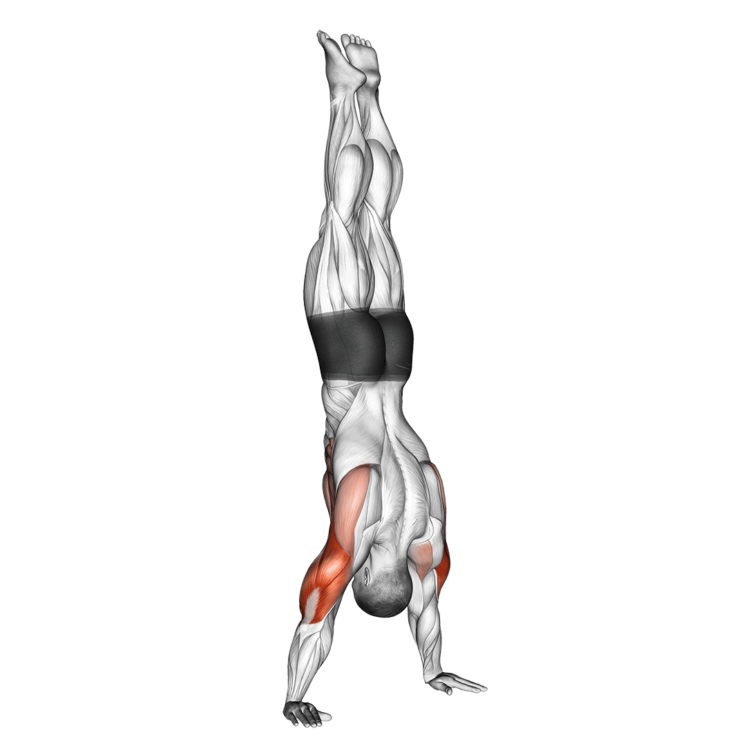 پرس سرشانه ایستاده روی دست (Handstand Pushup) — حرکت سرشانه (آموزش تصویری)
