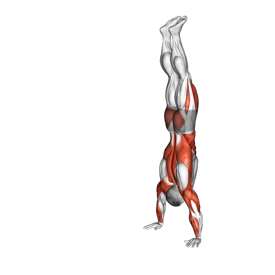 راه رفتن روی دست (Handstand Walk) — حرکت سرشانه (آموزش تصویری)