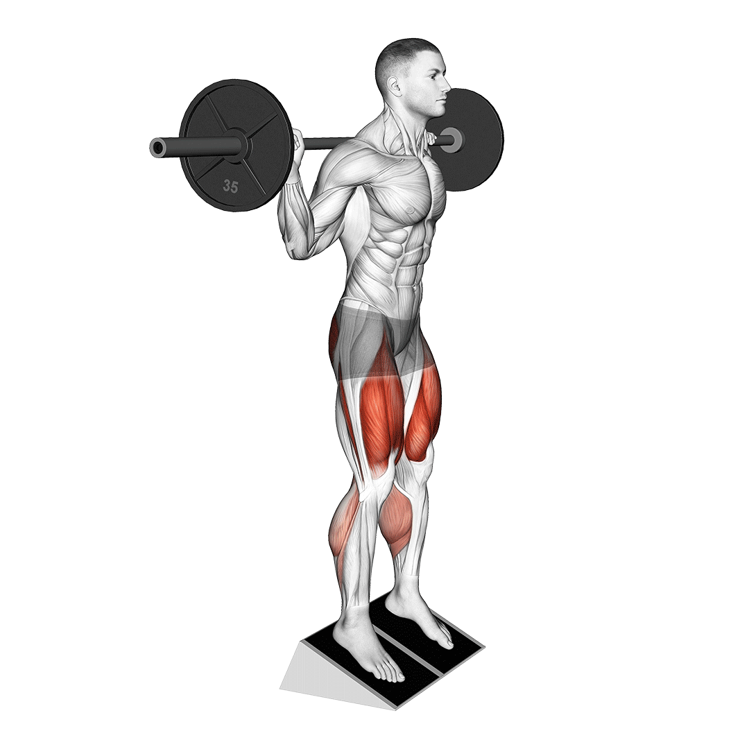 اسکوات با پاشنه بالا (Heel Elevated Squat Muscles Used) — حرکت چهارسر (آموزش تصویری)