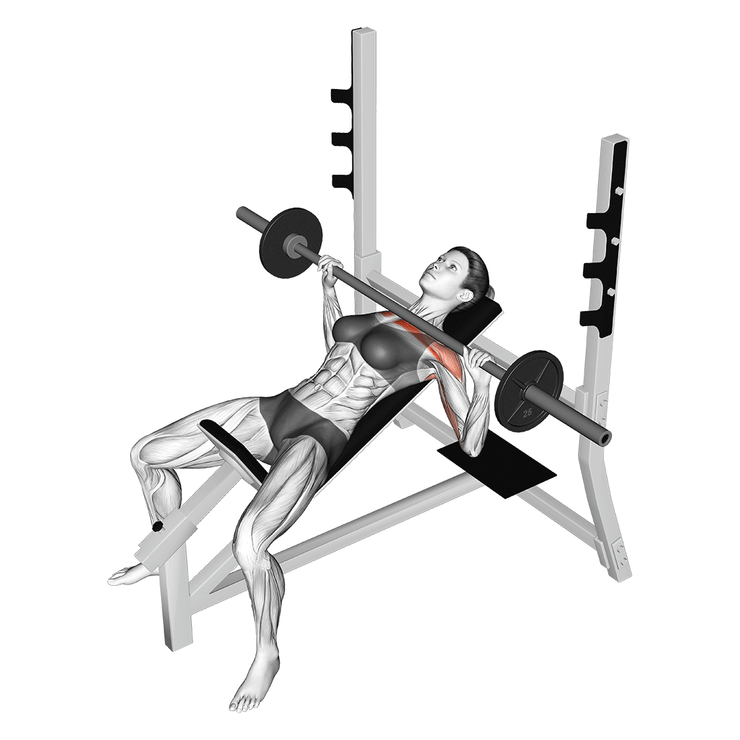 پرس بالا سینه هالتر (Incline Barbell Bench Press) — حرکت سینه (آموزش تصویری)