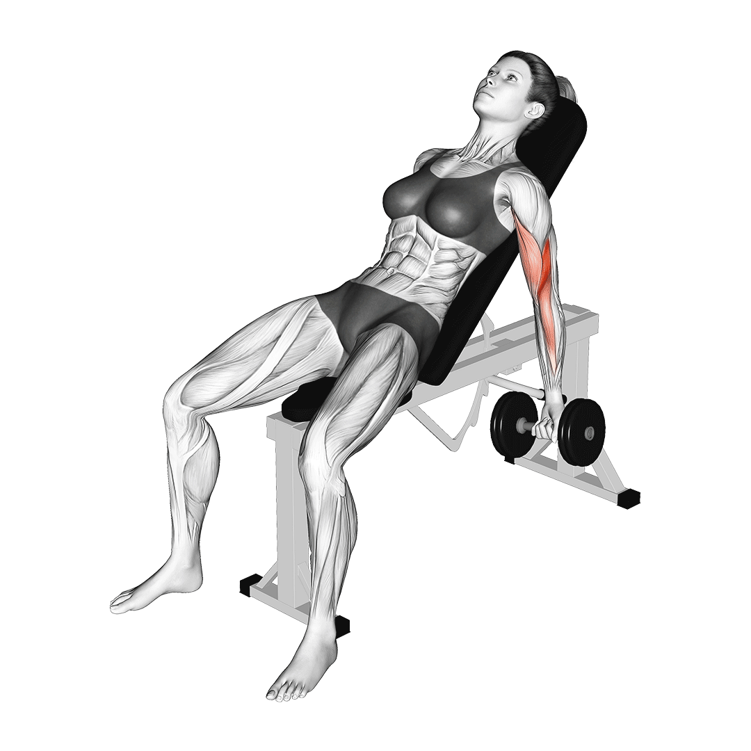 جلوبازو دمبل روی میز شیبدار (Incline Dumbbell Curl) — حرکت جلوبازو (آموزش تصویری)