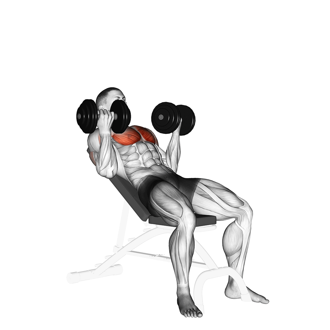 پرس بالا سینه دمبل مچ برعکس (Incline Supinated Dumbbell Chest Press) — حرکت سینه (آموزش تصویری)