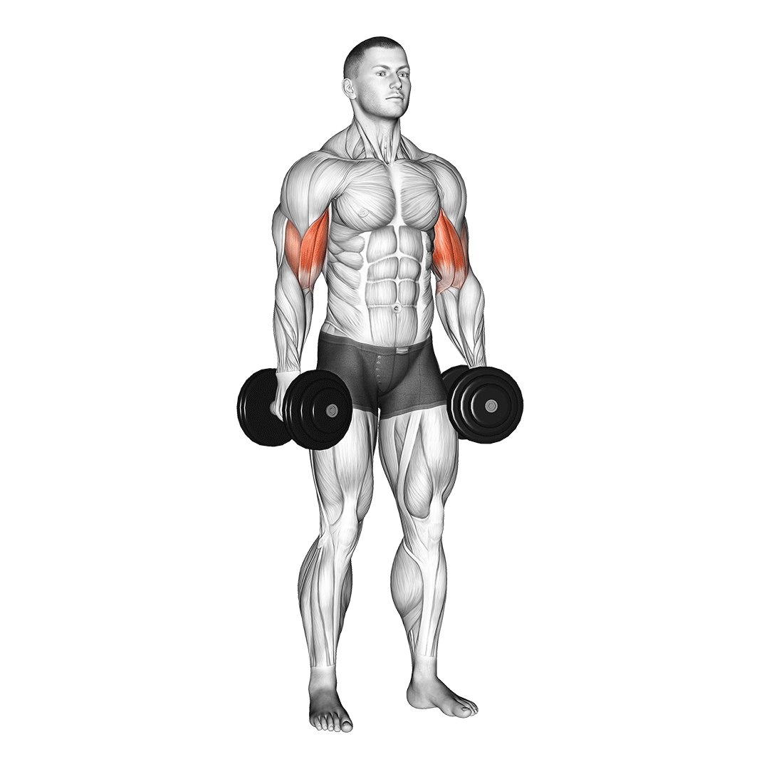 جلوبازو تمرکزی (Inner Bicep Curl) — حرکت جلوبازو (آموزش تصویری)