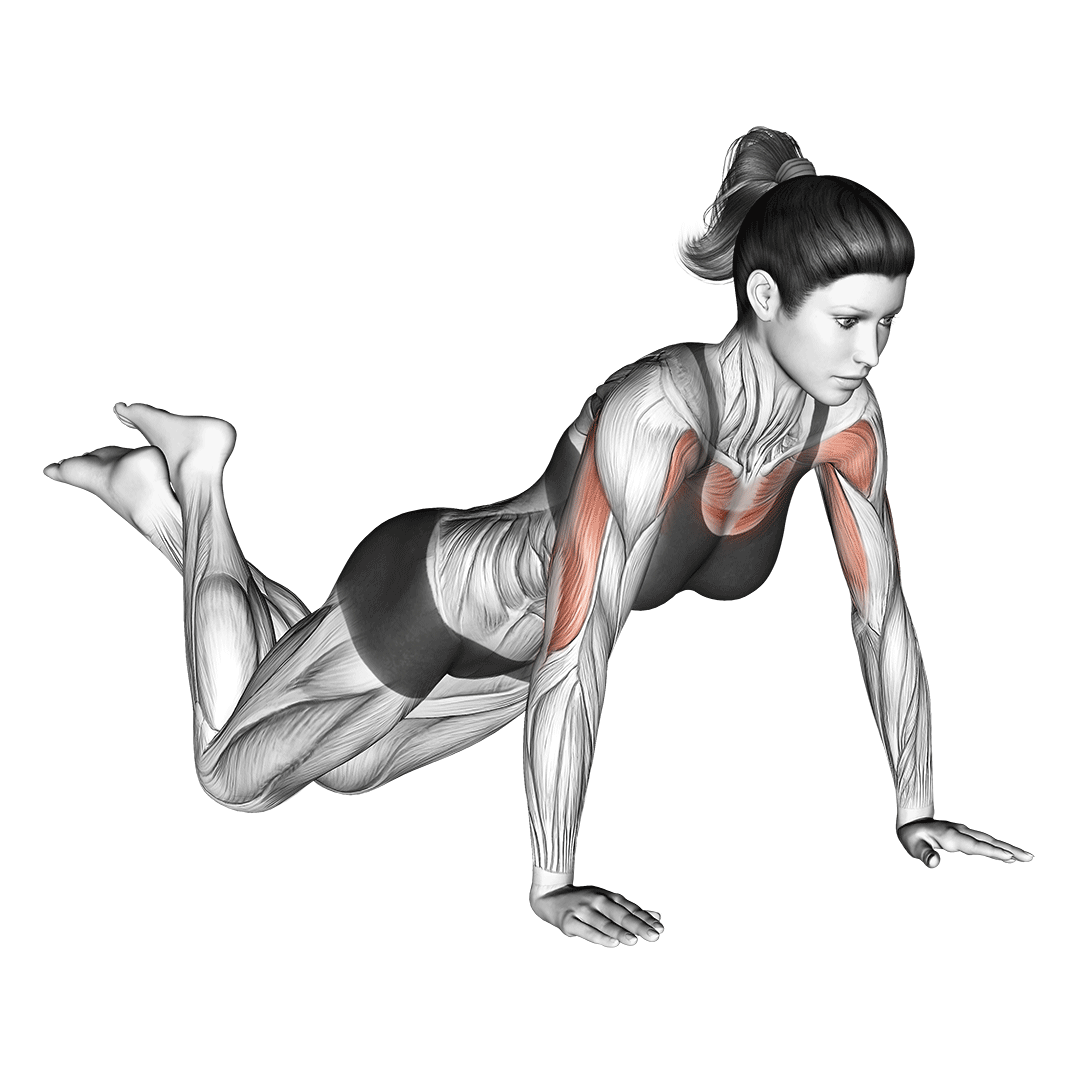 شنا روی زانو (Knee Push Ups) — حرکت سینه (آموزش تصویری)