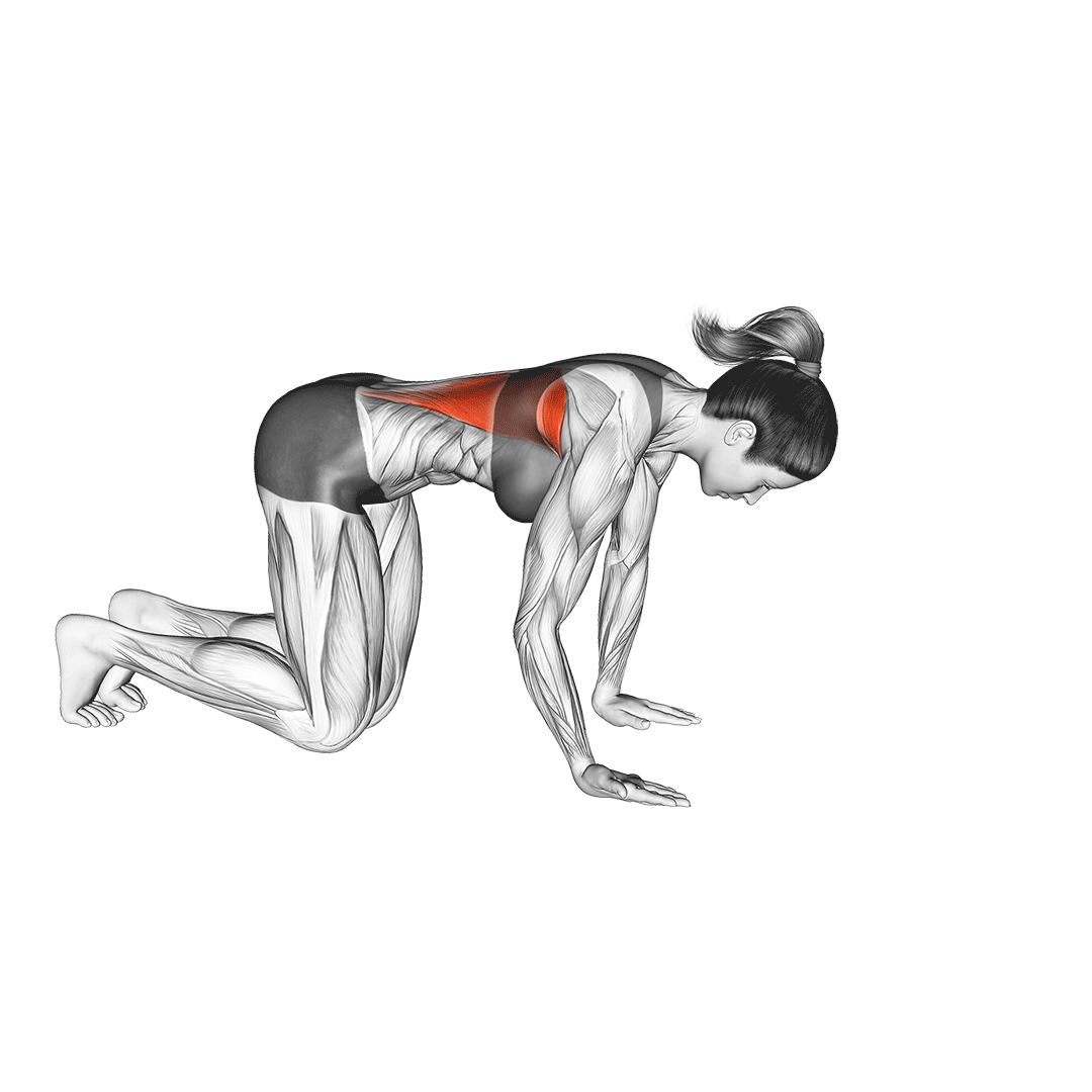 کشش زیربغل زانو زده (Kneeling Lat Stretch) — حرکت زیربغل (آموزش تصویری)