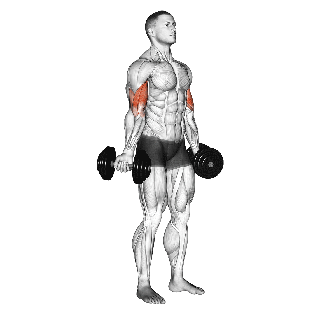 جلوبازو دمبل از طرفین (Lateral Bicep Curls) — حرکت جلوبازو (آموزش تصویری)