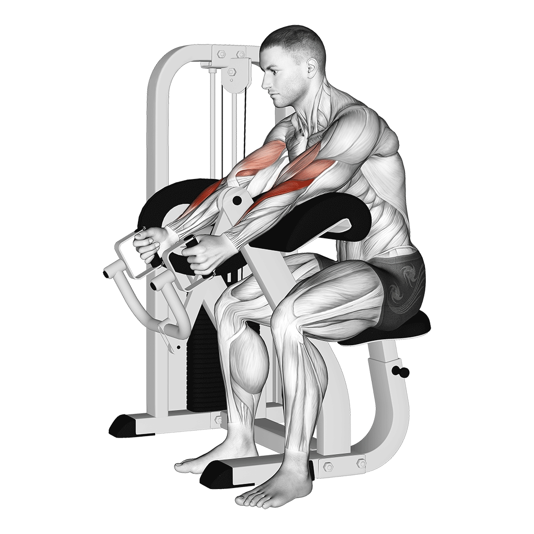 جلوبازو چکشی دستگاه (Lever Hammer Curl Machine) — حرکت جلوبازو (آموزش تصویری)