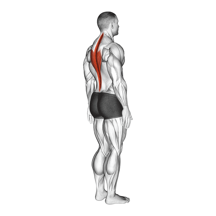 اکستنشن کمر (Lumbar Spine Extension) — حرکت فیله (آموزش تصویری)