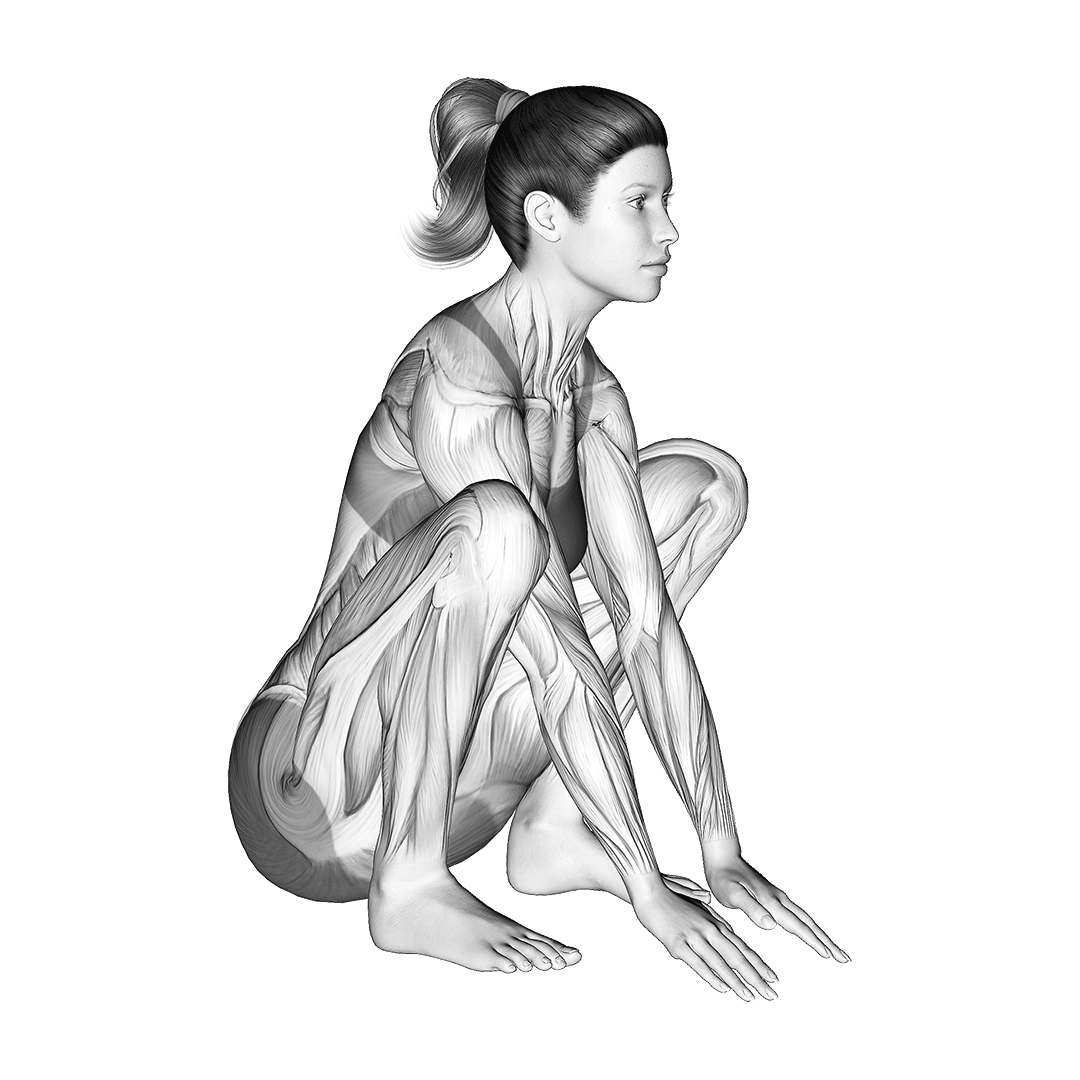 اسکوات آسیایی (Muscles Used To Asian Squat) — حرکت چهارسر (آموزش تصویری)