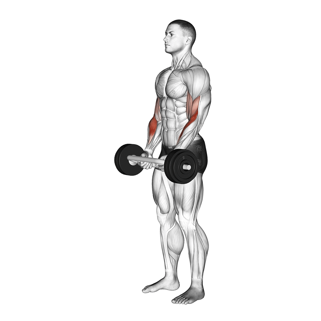جلوبازو هالتر المپیک (Olympic Bar Curl) — حرکت جلوبازو (آموزش تصویری)