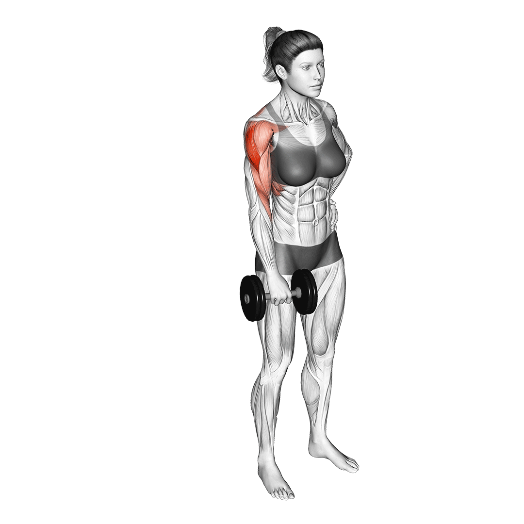 نشر خم دمبل تکدست (One Arm Dumbbell Upright Row) — حرکت سرشانه (آموزش تصویری)
