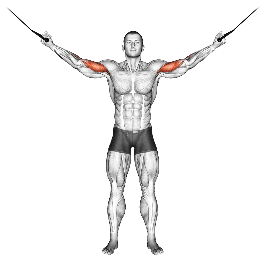 جلوبازو سیم‌کش از بالا (Overhead Cable Curl) — حرکت جلوبازو (آموزش تصویری)